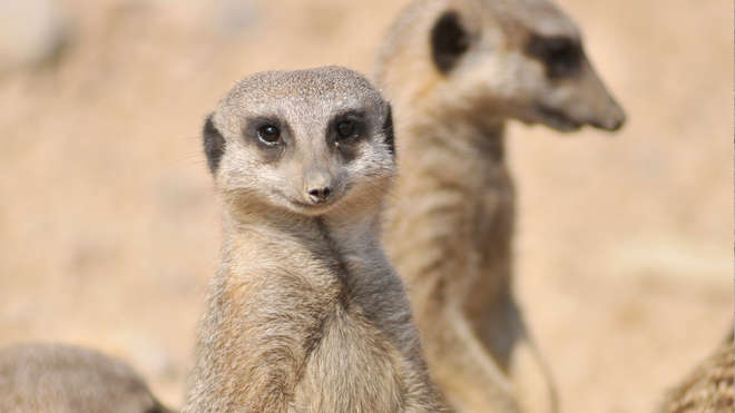 Meerkats at ZSL London Zoo