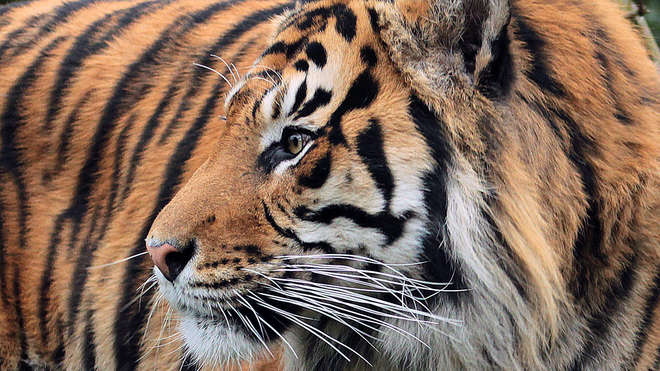 Sumatran tigers at ZSL London Zoo