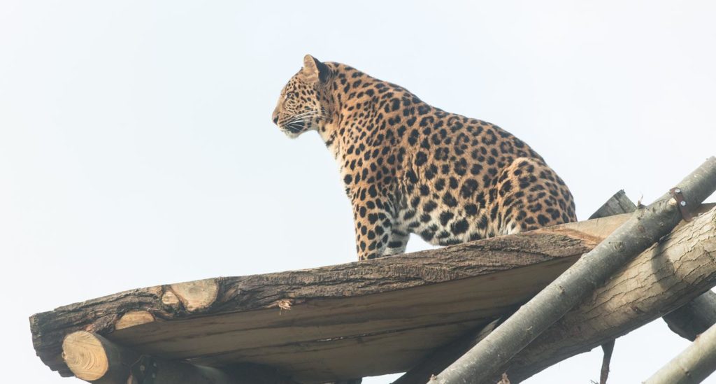 North Chinese Leopard