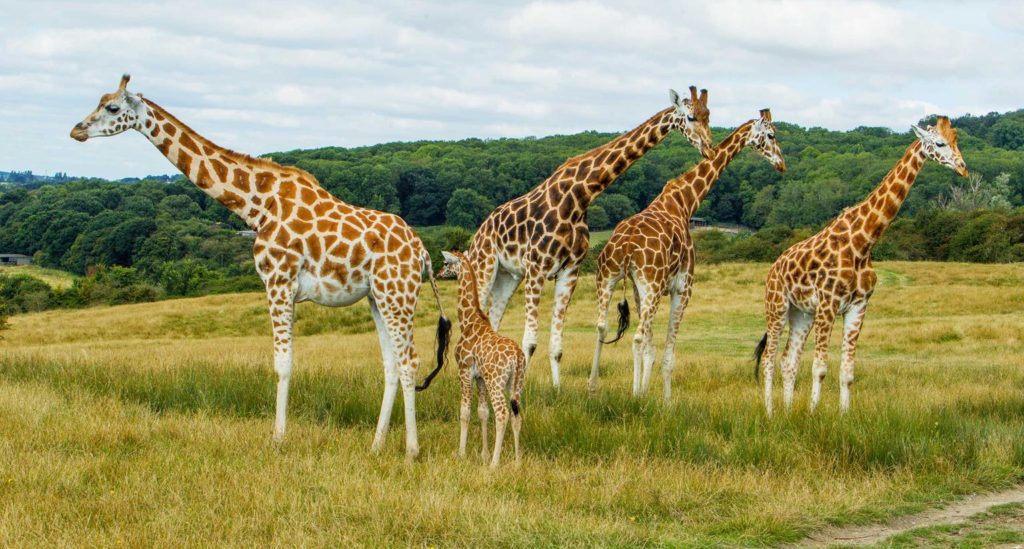 Rothschild's giraffe