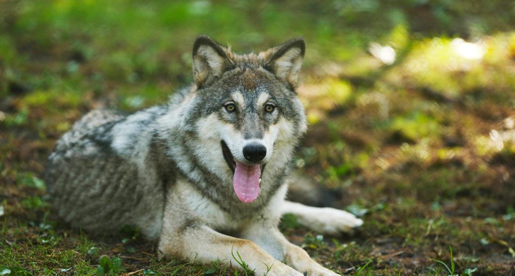 The Eurasian wolf