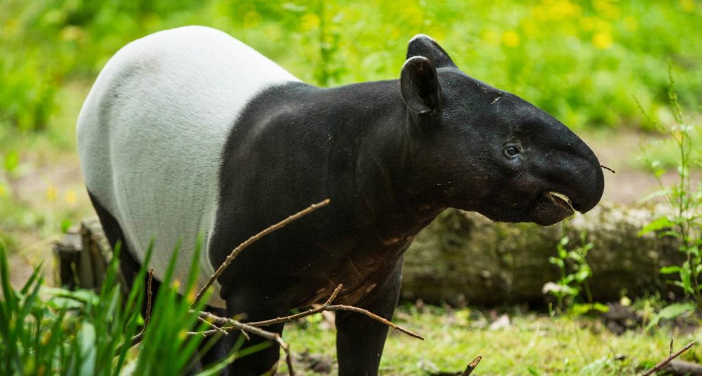 The Malayan tapir