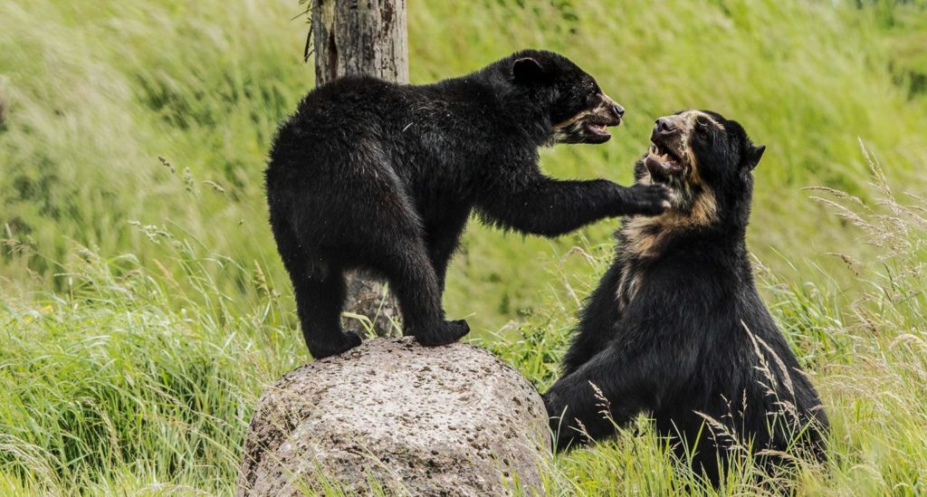 The spectacled bear