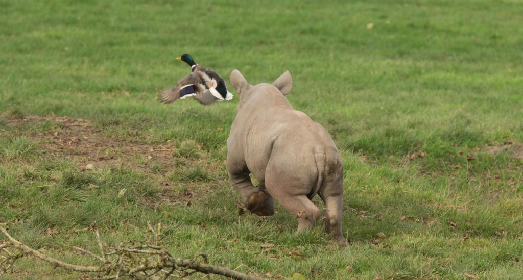 Baby Rhino chasing ducks