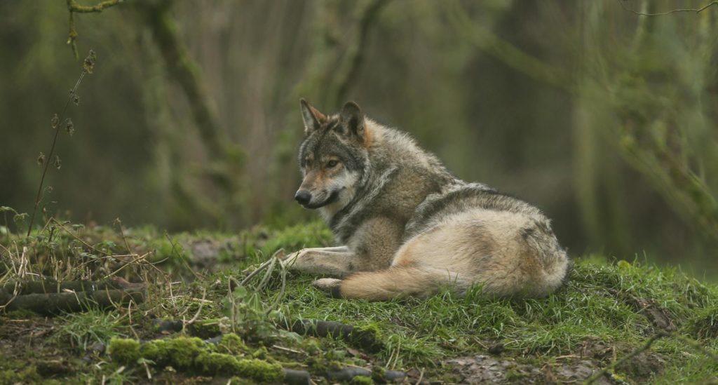 Wolf at Howletts