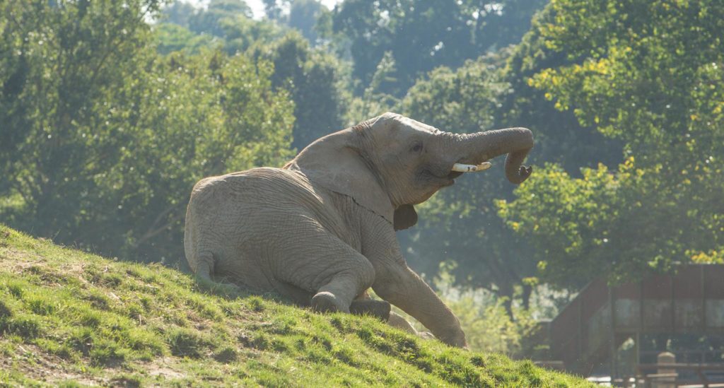 elephants-howletts