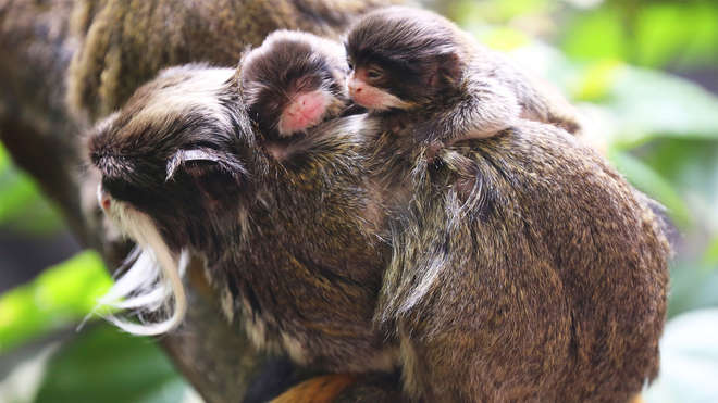 Emperor Tamarin babies at ZSL London Zoo