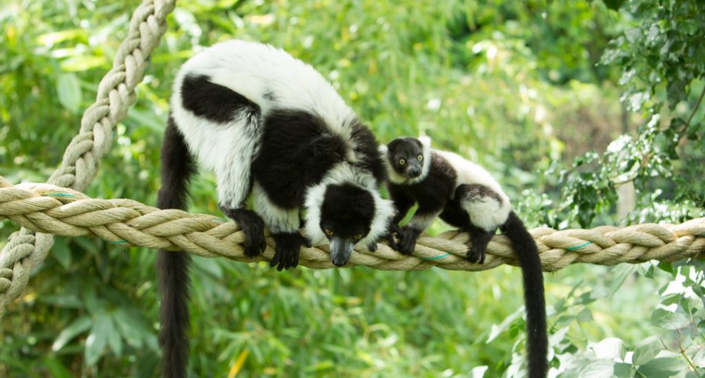 Ruffed Lemurs