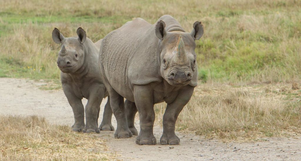 Rhinos at Howletts