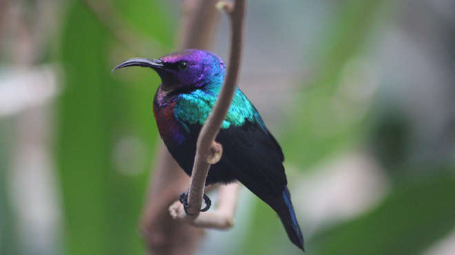 Splendid Sunbird at ZSL London Zoo's Blackburn Pavillions