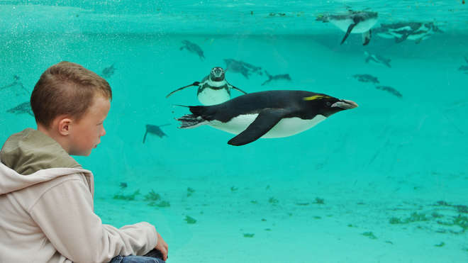 A boy watches a Humboldt penguin at ZSL London Zoo's Penguin Beach