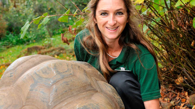 Giant Galapagos tortoise has a check up with vet Tai Strike at ZSL London Zoo