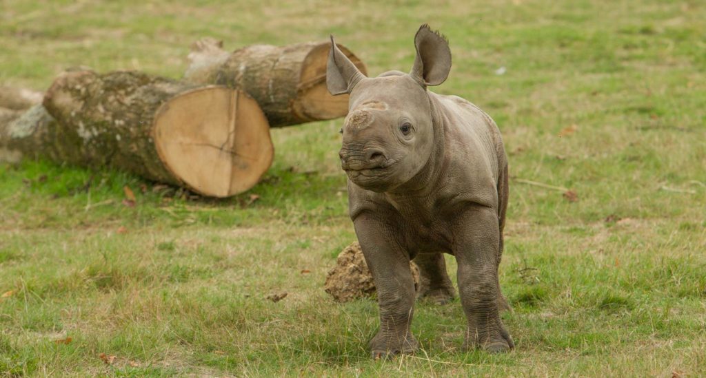 Black Rhino called Zuri