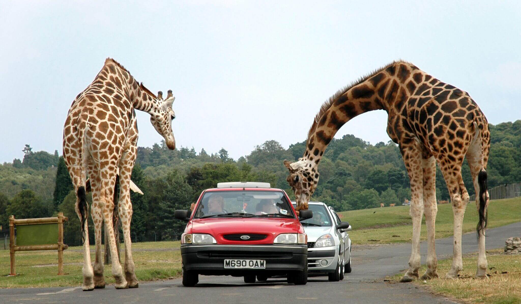 Giraffes_at_west_midlands_safari_park