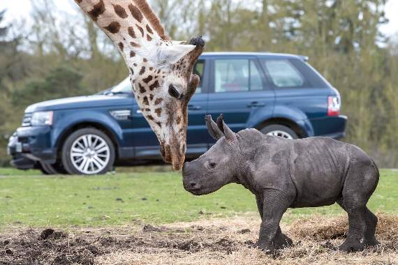 White-Rhino-Calf-West-Midlands-Safari-Park-2016-Ekozu-1