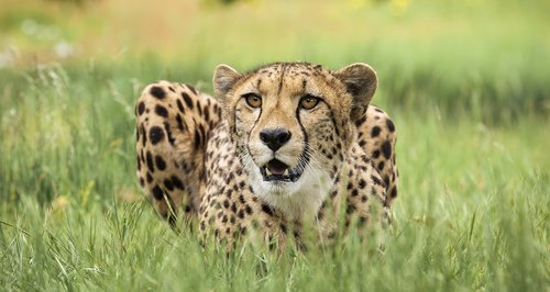 cheetah-at-west-midlands-safari-park-1374067961-large-article-0