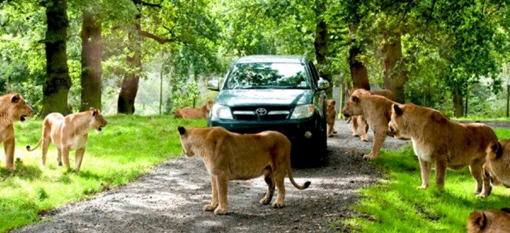 knowsley safari park prices and opening times