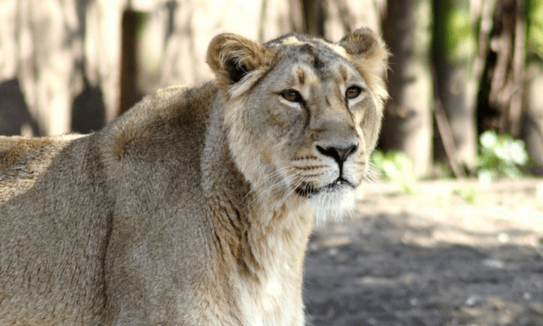Knowsley safari park coupons