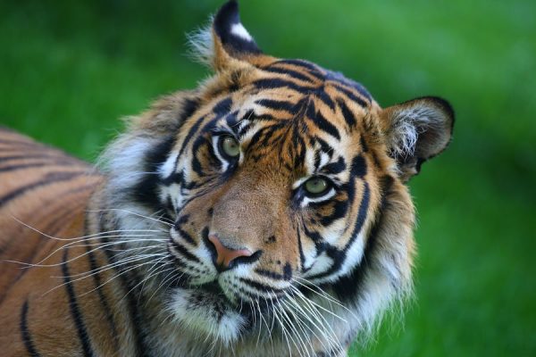 Flamingo Land Vouchers & Hotel Resort Deals [Updated 2021]