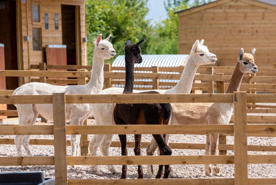 ullswater-heights-petting-farm