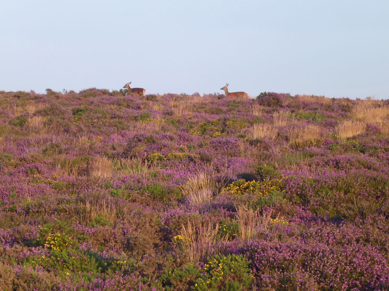 Best Remote Holiday Cottages in UK (Pet-friendly, Isolated, secluded lodges with hot tubs) Greenway