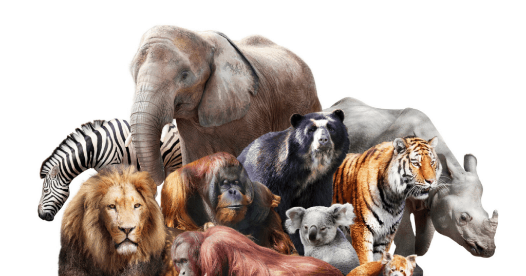 29 Of The Best Virtual Zoos And Live Cams In The World (Updated 2022)