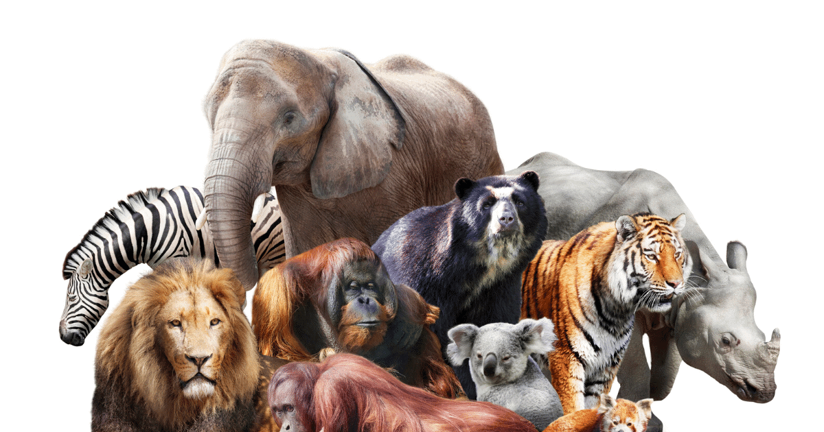 virtual zoo-28 of the Best Virtual Zoos and Live Cams in the World