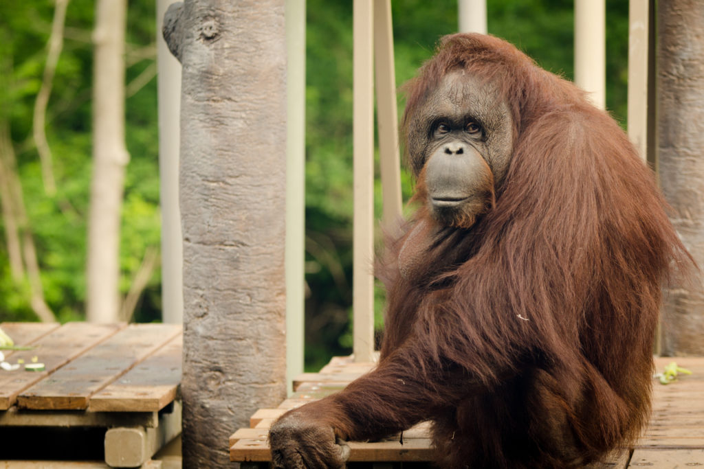 bornean-orangutan webcam viewer virtual tour zoo