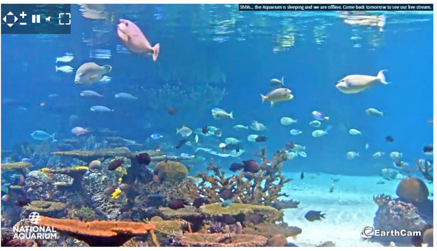 29 Of The Best Virtual Zoos And Live Cams In The World (Updated 2022)