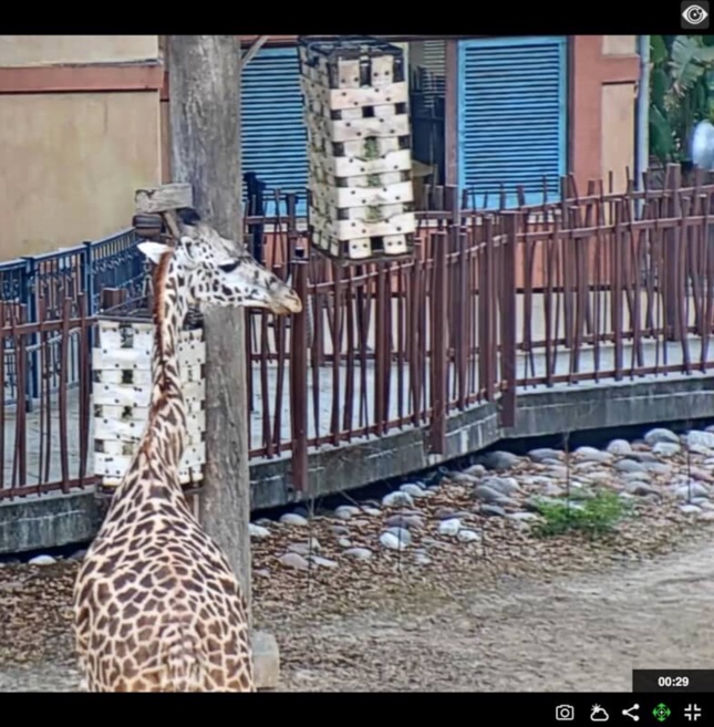 Houston Zoo Webcam Viewer