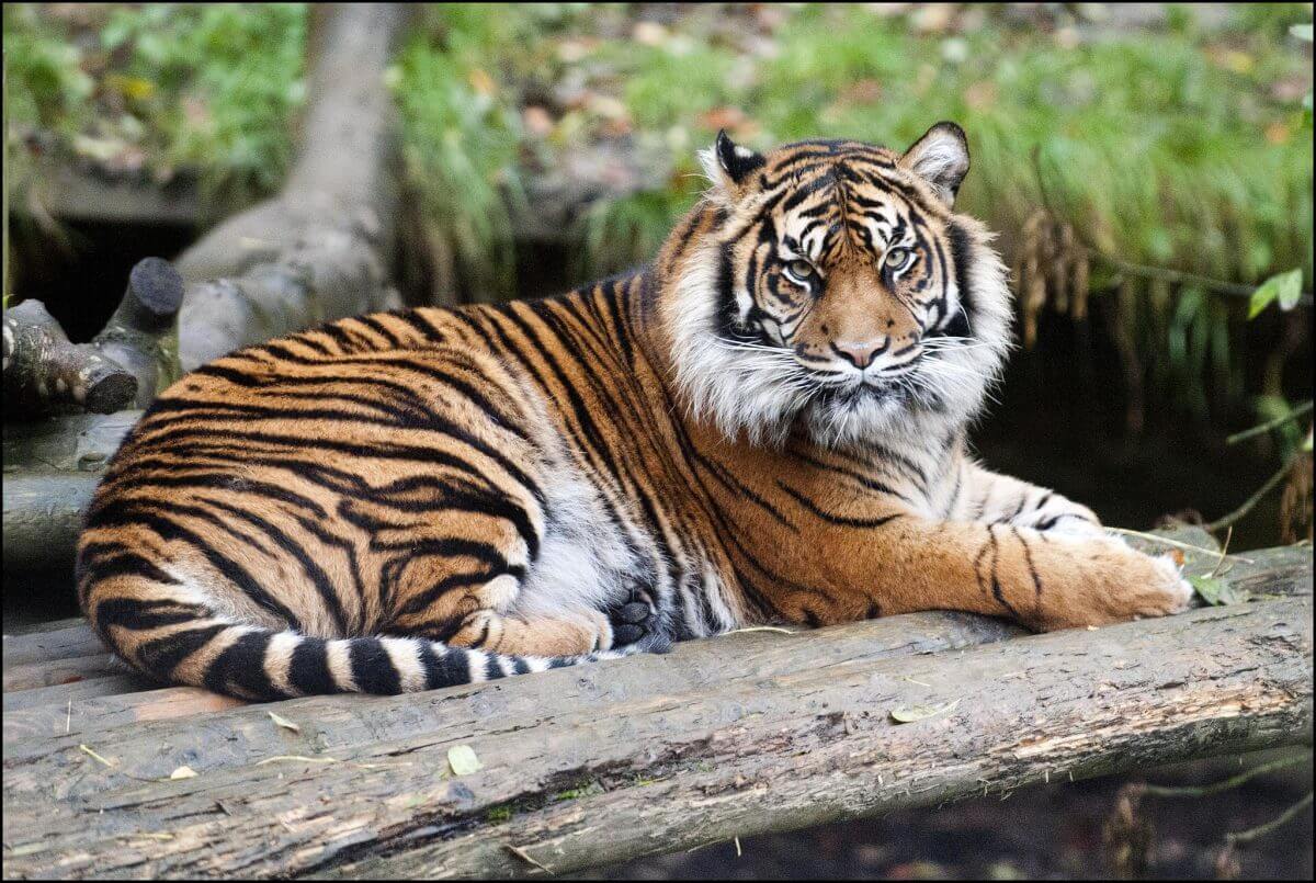 Virtual tour - Sumatran Tiger