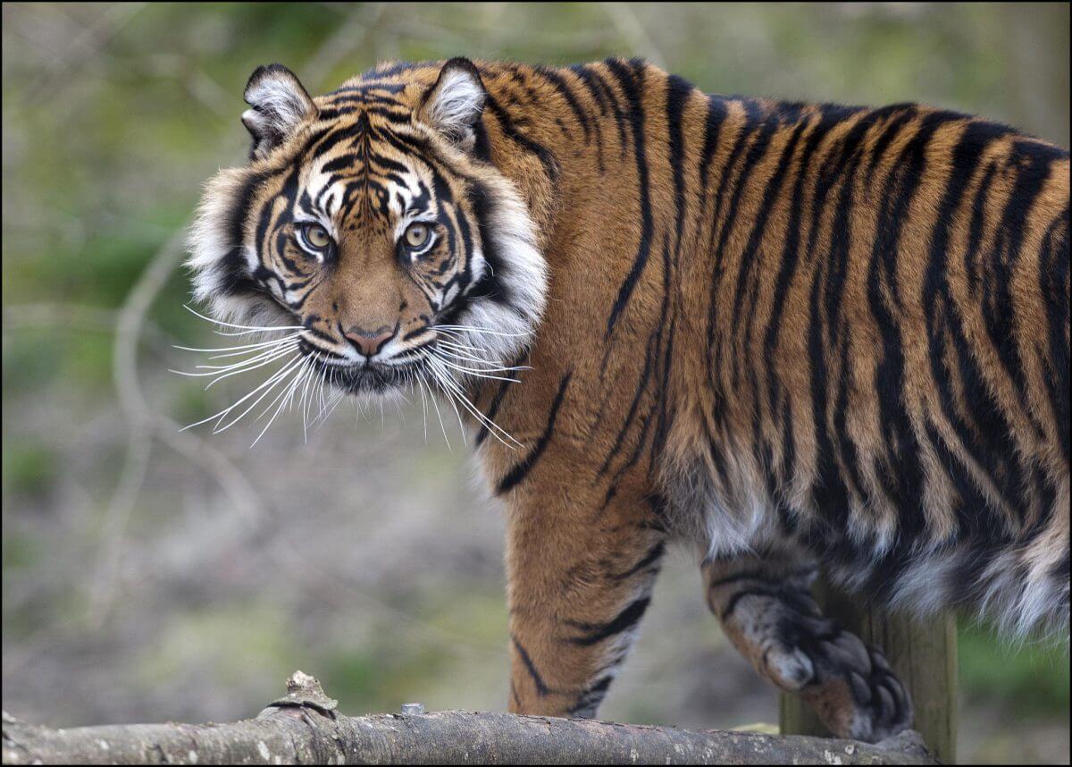 Virtual tour - Sumatran Tiger2