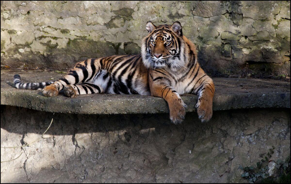 Virtual tour - Sumatran Tiger2