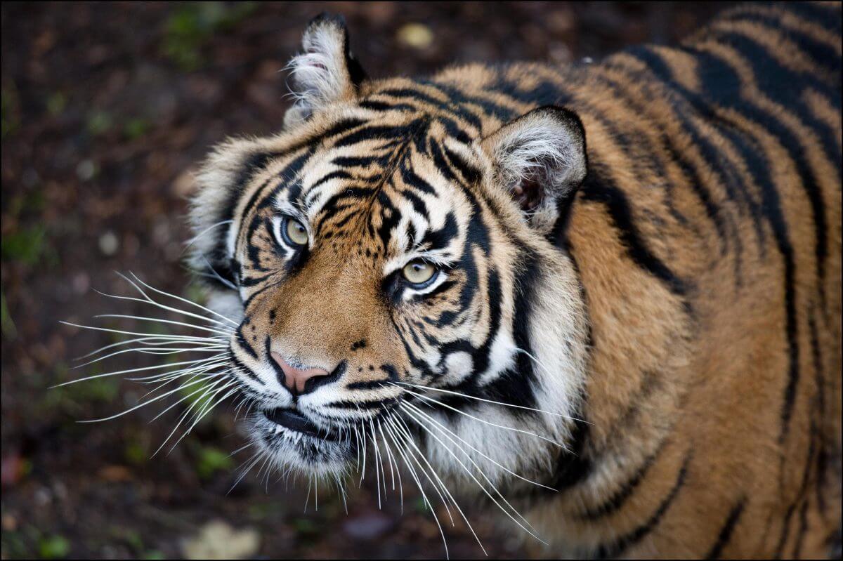 Virtual tour - Sumatran Tiger2