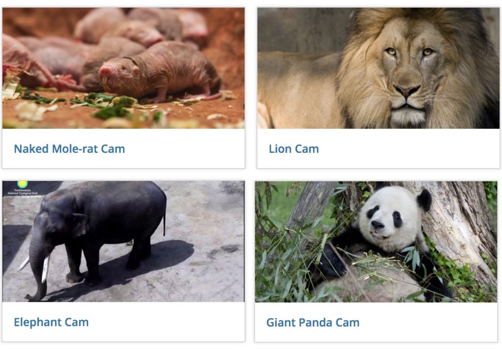 29 Of The Best Virtual Zoos And Live Cams In The World (Updated 2022)