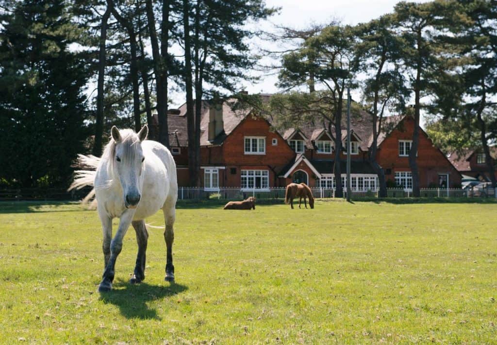 Horses & ponies can be found right outside kid-friendly Beaulieu Hotel