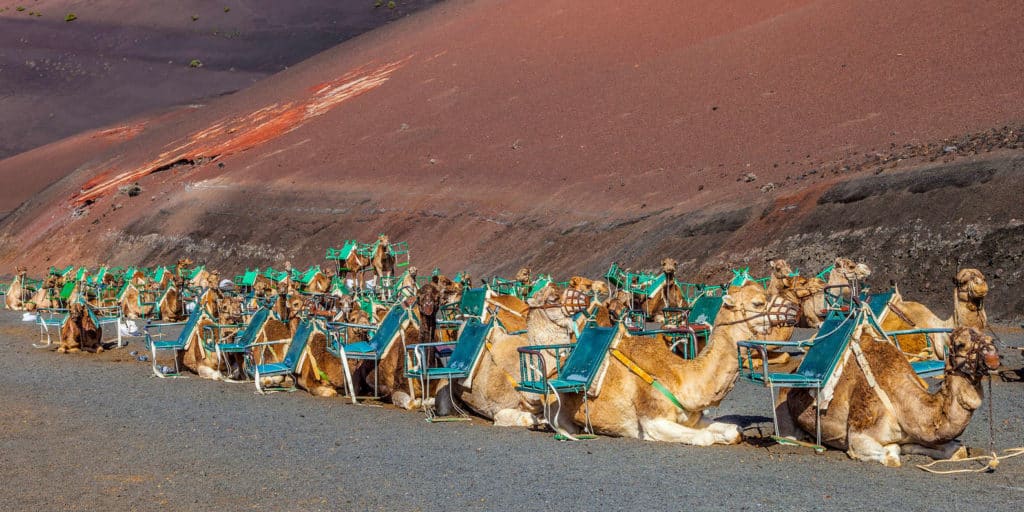 camel ride at lanzarote