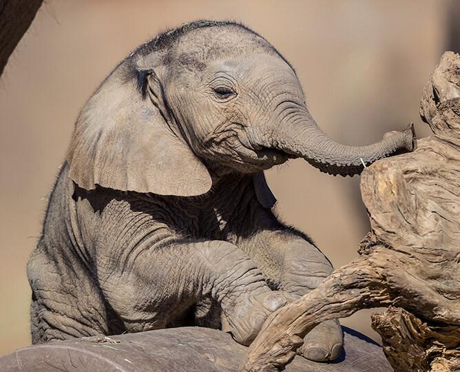 San Diego Zoo, California, USA webcam