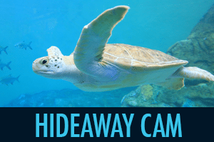 virtual tour, beach zoo, Clearwater Marine Aquarium