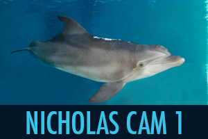 virtual tour, beach zoo, Clearwater Marine Aquarium