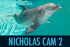 virtual tour, beach zoo, Clearwater Marine Aquarium