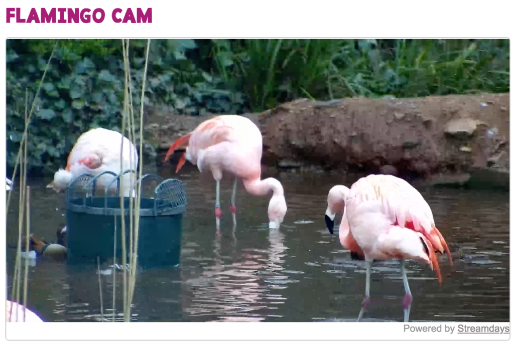 29 Of The Best Virtual Zoos And Live Cams In The World (Updated 2022)