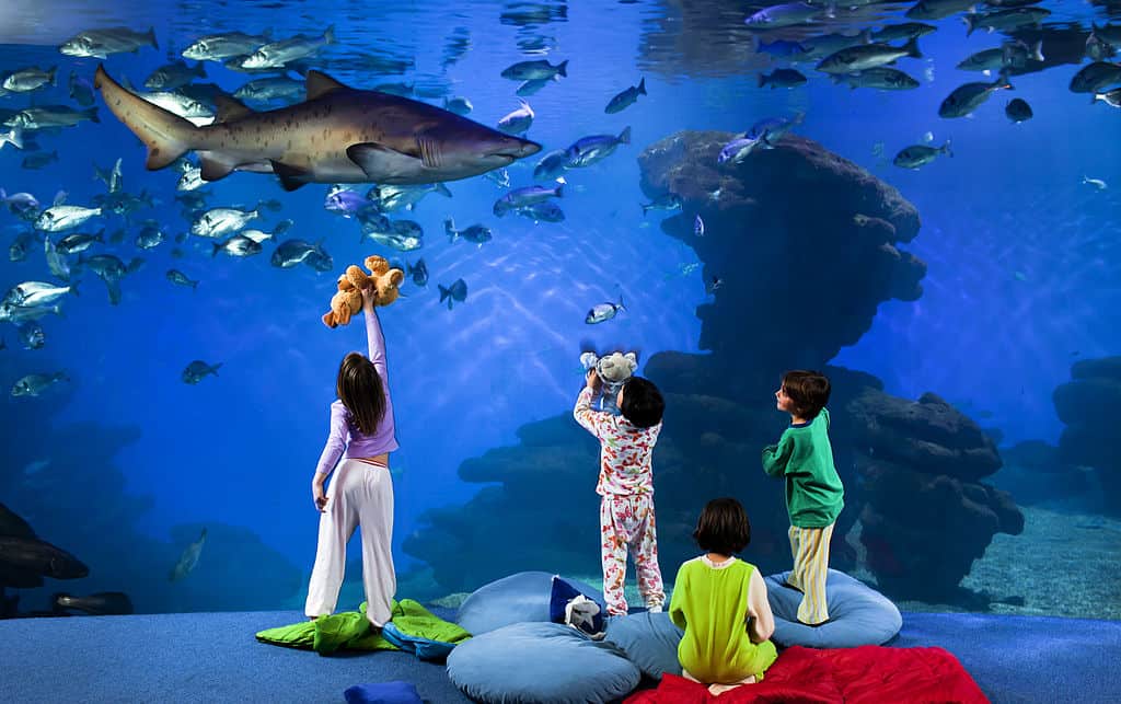 children playing at palma aquarium