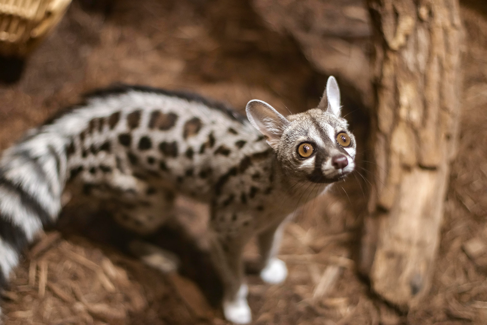 virtual tour zoo video camera 