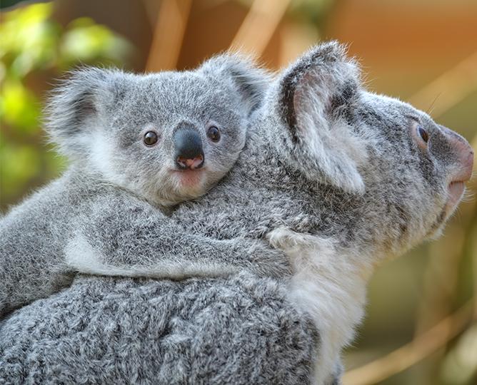 29 Of The Best Virtual Zoos And Live Cams In The World (Updated 2022)