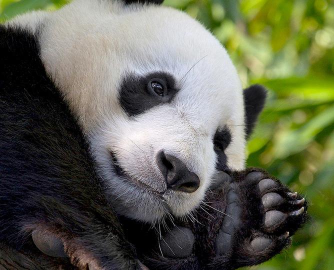 29 Of The Best Virtual Zoos And Live Cams In The World (Updated 2022)