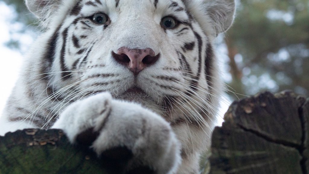 29 Of The Best Virtual Zoos And Live Cams In The World (Updated 2022)