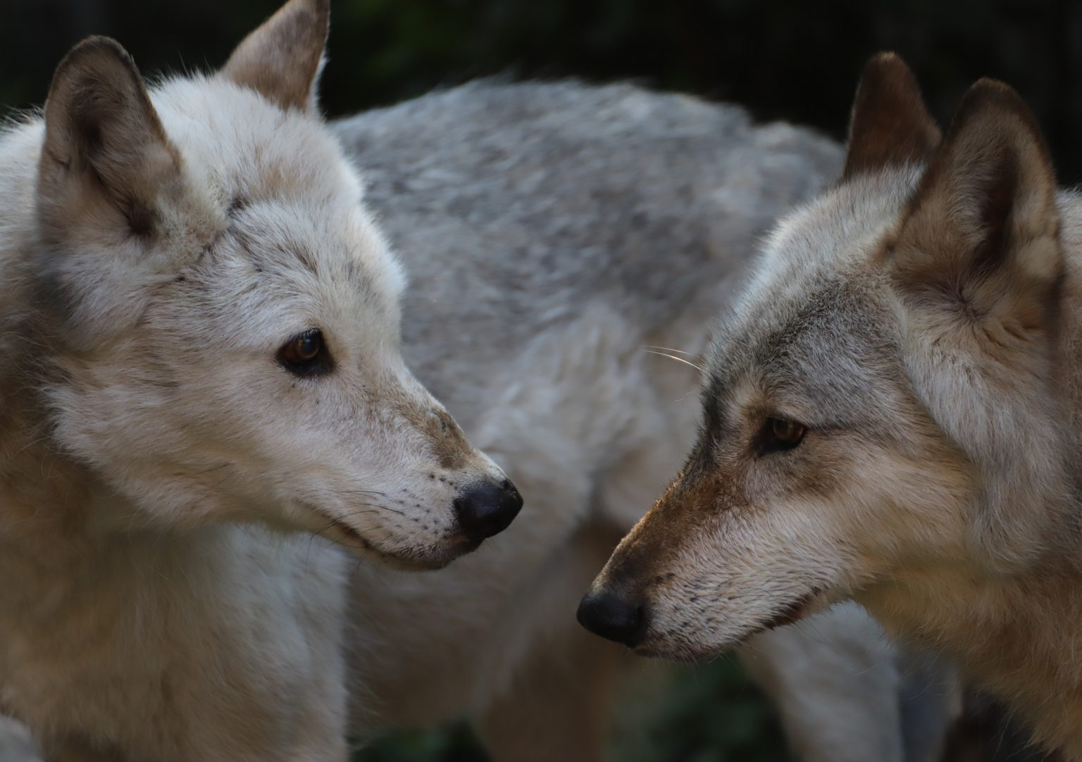 29 Of The Best Virtual Zoos And Live Cams In The World (Updated 2022)