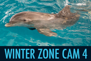 virtual tour, beach zoo, Clearwater Marine Aquarium