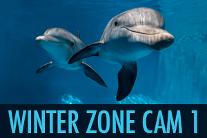 virtual tour, beach zoo, Clearwater Marine Aquarium